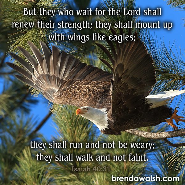 Strength Of An Eagle Brenda Walsh Scripture Images