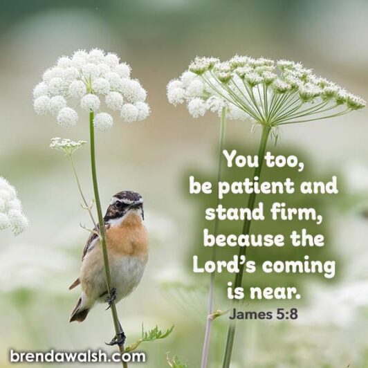 Anticipate His Coming - Brenda Walsh Scripture Images
